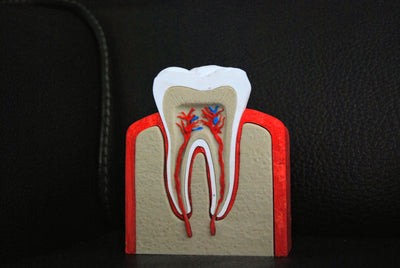 Molaire Anatomique Découpée – Décoration Cabinet de Curiosité – Pièce Éducative