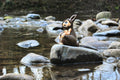 Lapin squelette glauque dark fantasy ChocoBunny - vue principale - OtterCraft